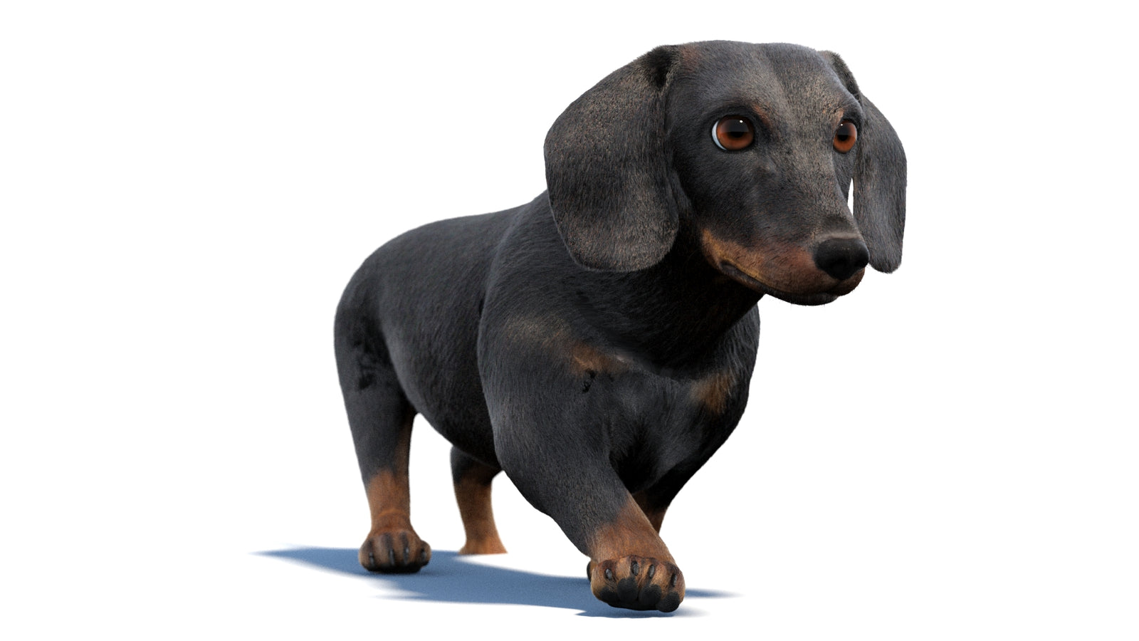 검은색 닥스훈트 강아지 애니메이션 3D 모델 모피 360° view 2 frame 49