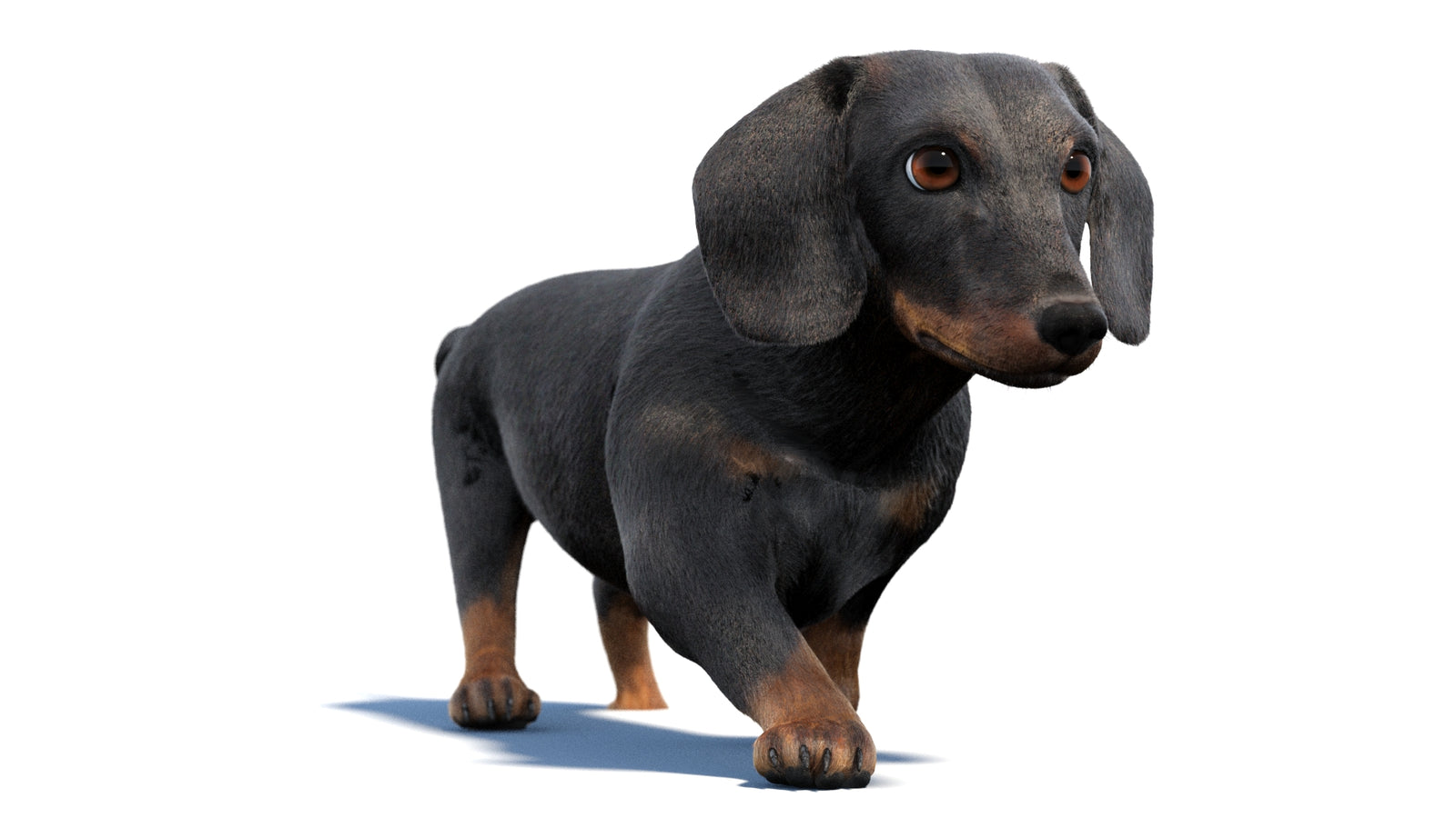 검은색 닥스훈트 강아지 애니메이션 3D 모델 모피 360° view 2 frame 22