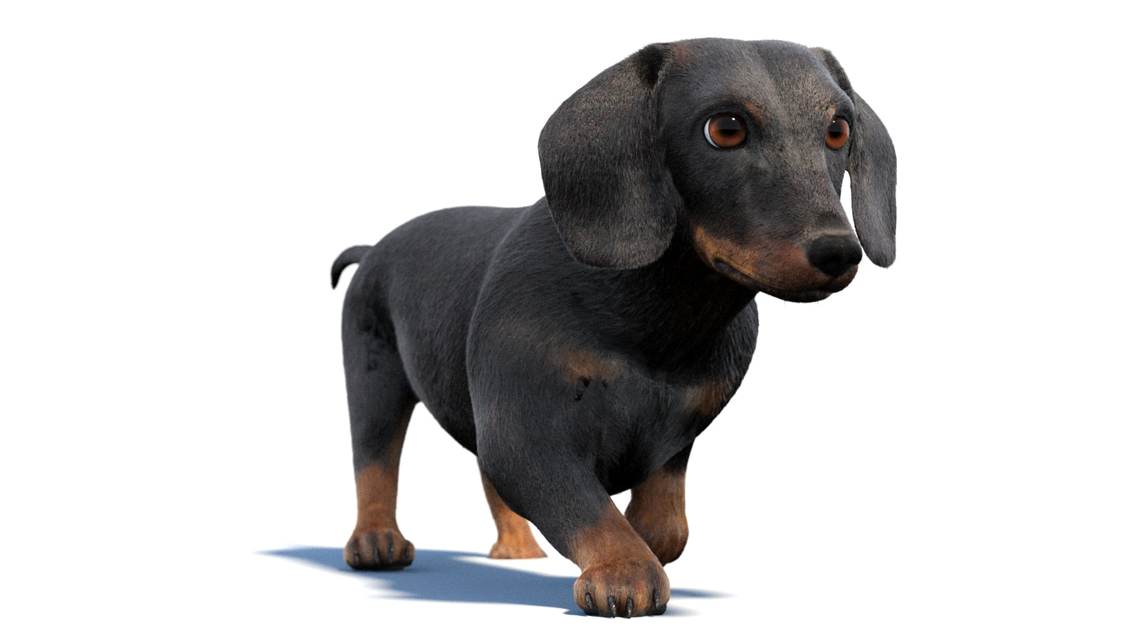 검은색 닥스훈트 강아지 애니메이션 3D 모델 모피 360° view 2 frame 23