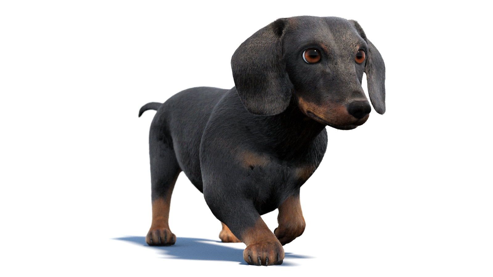 검은색 닥스훈트 강아지 애니메이션 3D 모델 모피 360° view 2 frame 24