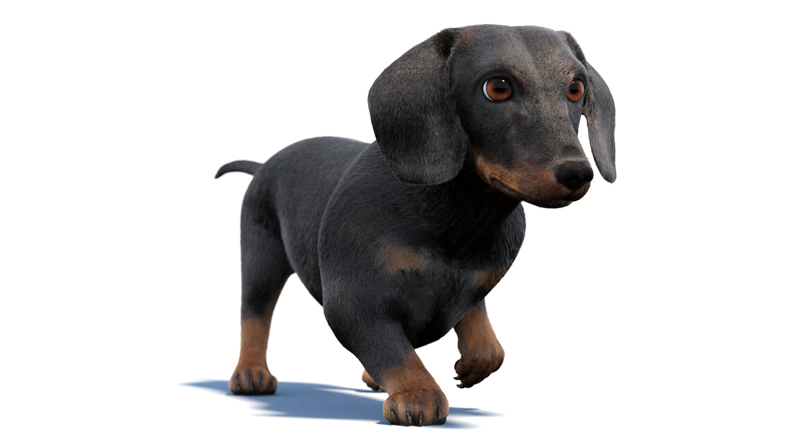 검은색 닥스훈트 강아지 애니메이션 3D 모델 모피 360° view 2 frame 25