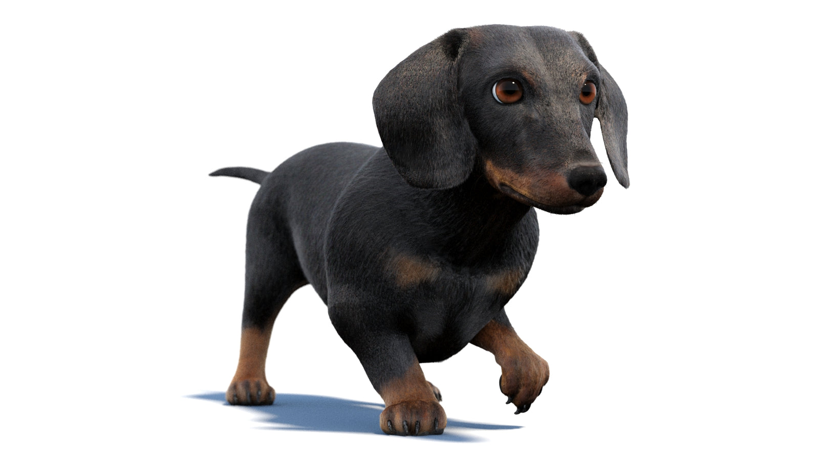 검은색 닥스훈트 강아지 애니메이션 3D 모델 모피 360° view 2 frame 27
