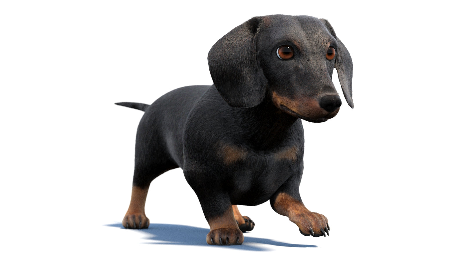 검은색 닥스훈트 강아지 애니메이션 3D 모델 모피 360° view 2 frame 29