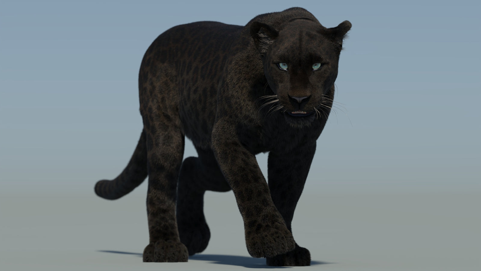 Animated Black Panther Animal 3D Model with Fur 360° view 2 frame 4