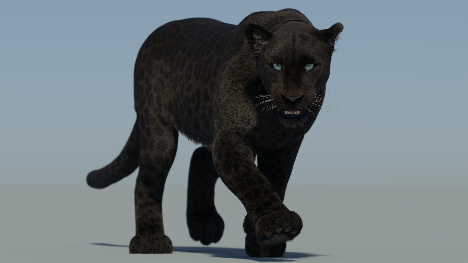 Animated Black Panther Animal 3D Model with Fur 360° view 2 frame 6