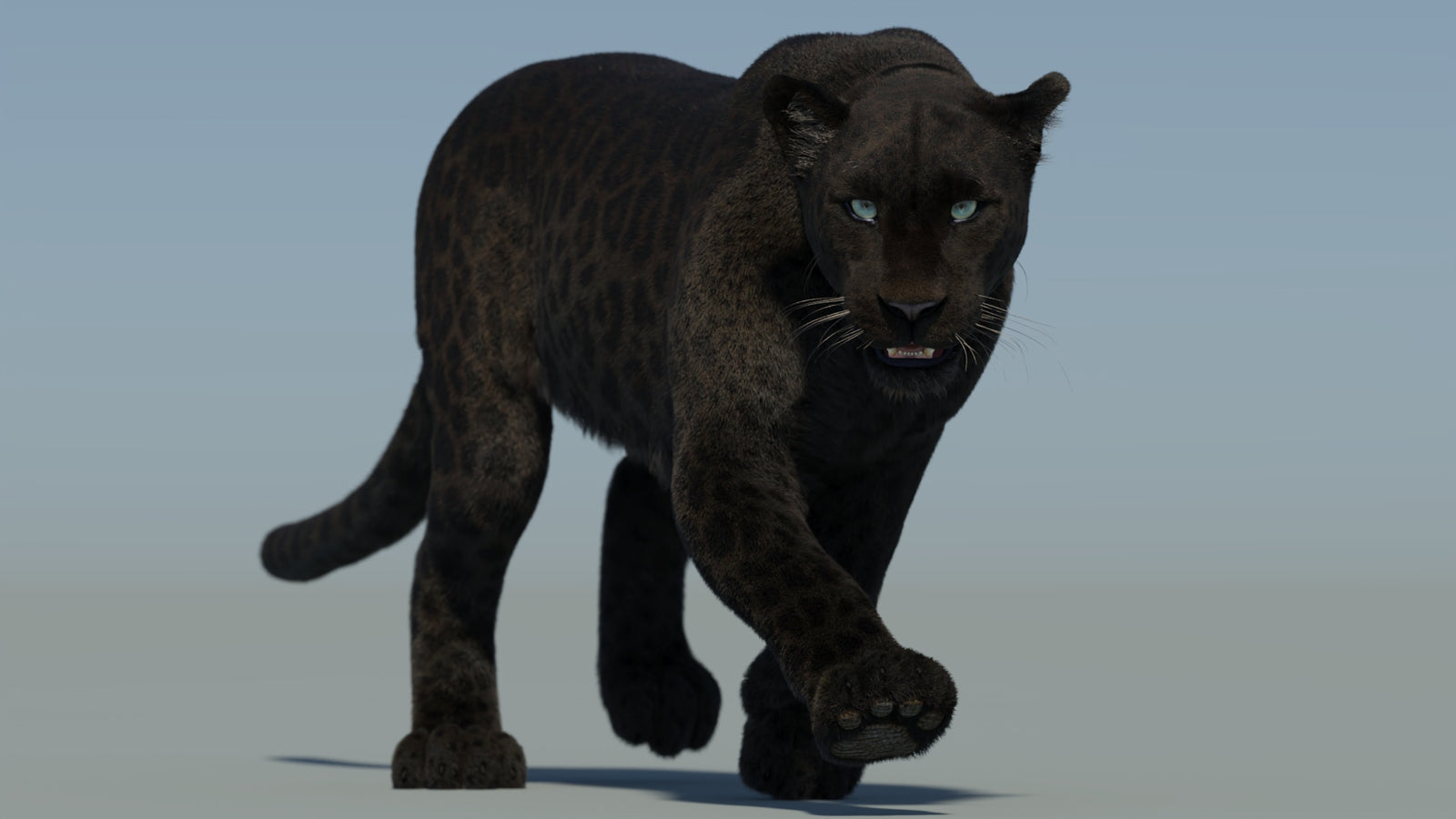 Animated Black Panther Animal 3D Model with Fur 360° view 2 frame 7