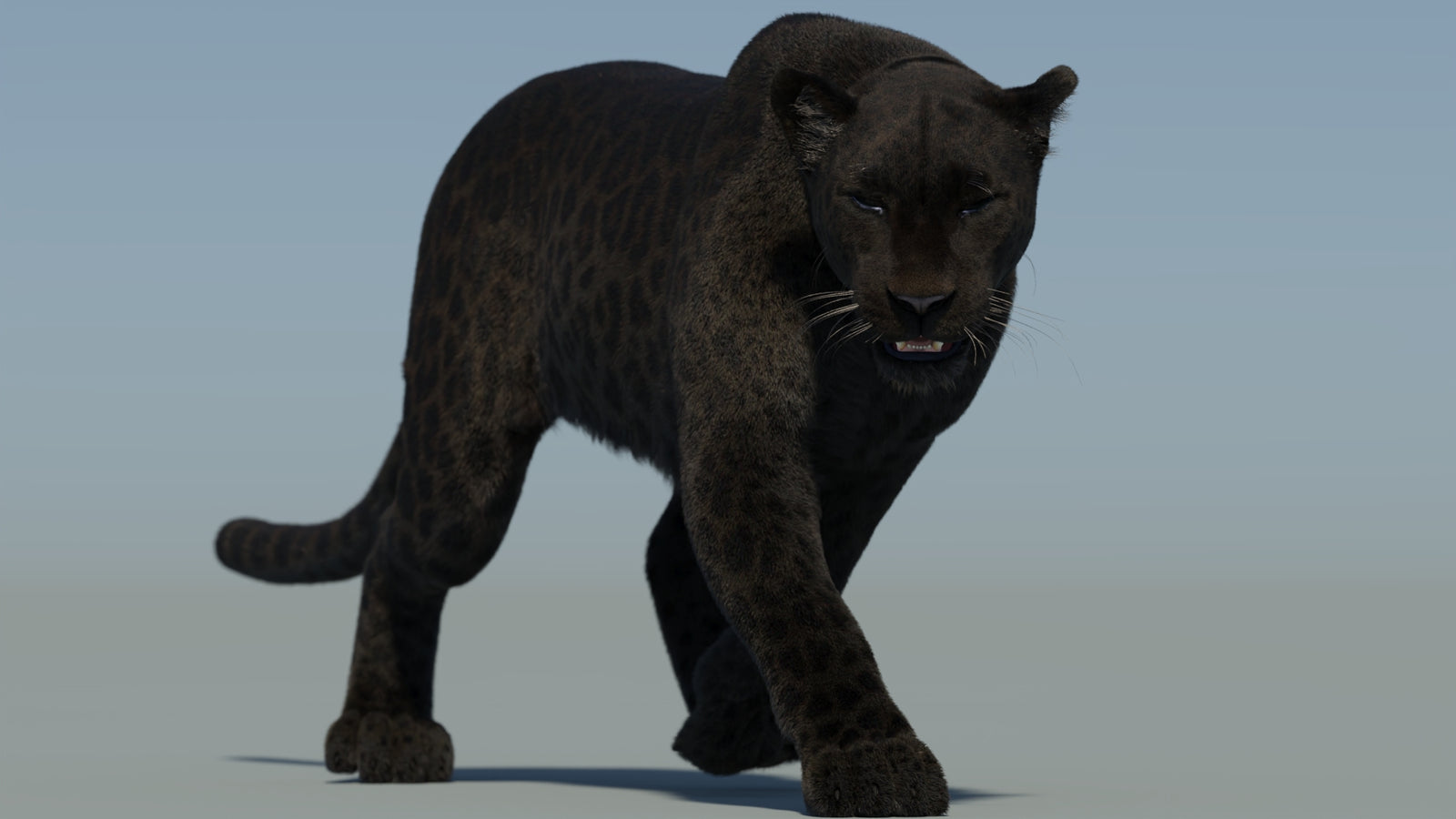 Animated Black Panther Animal 3D Model with Fur 360° view 2 frame 14