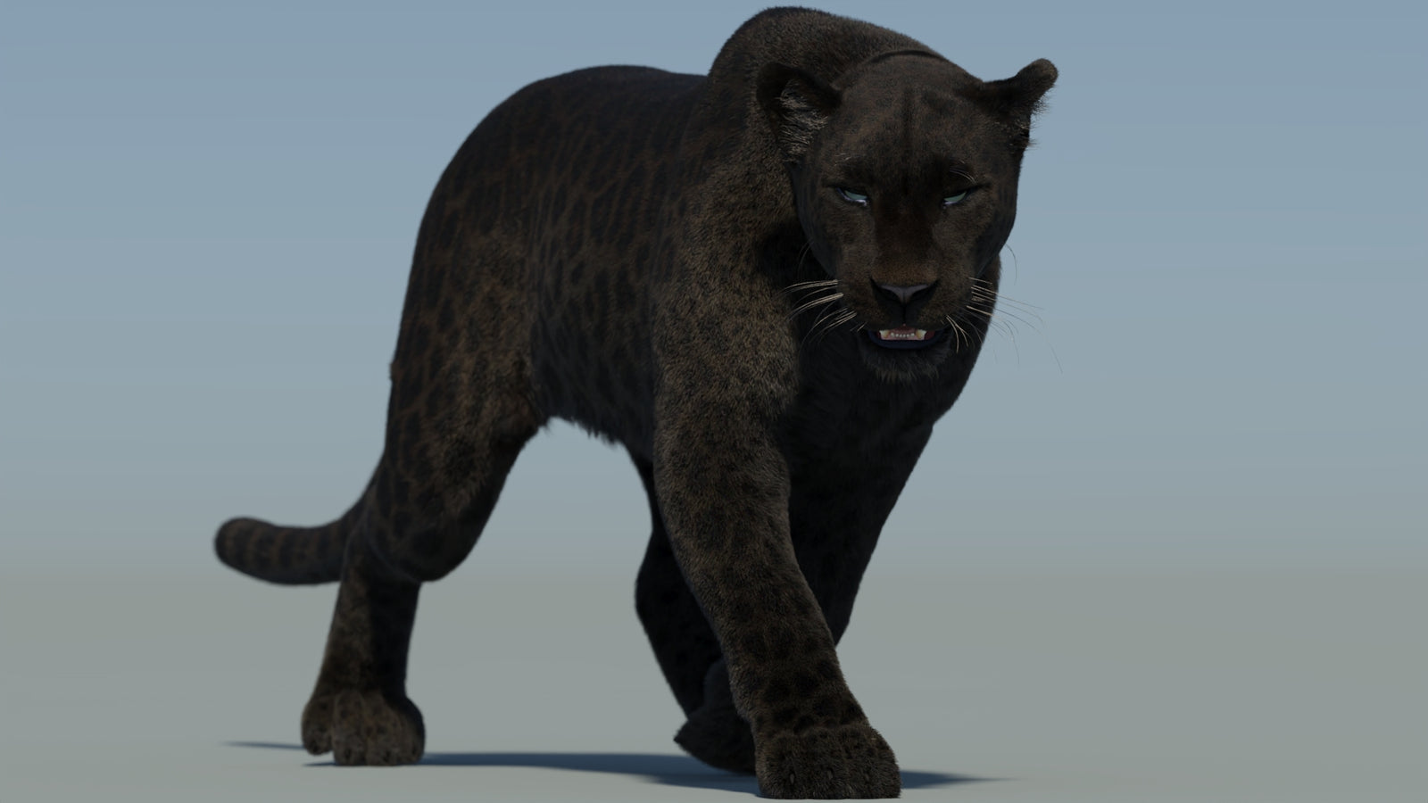 Animated Black Panther Animal 3D Model with Fur 360° view 2 frame 15