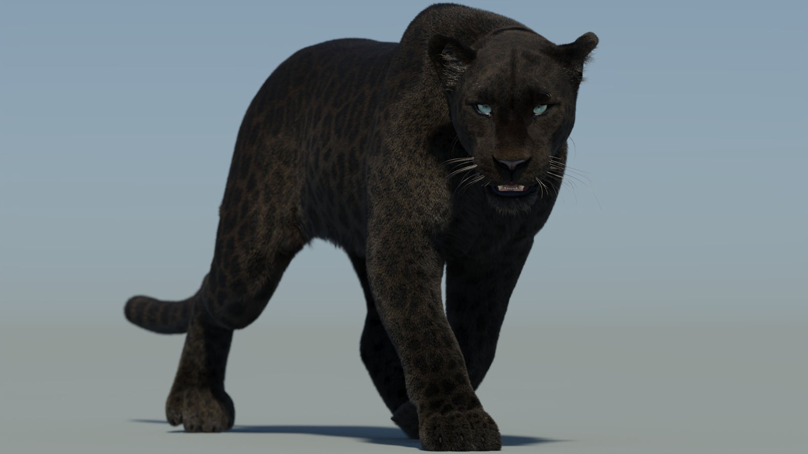 Animated Black Panther Animal 3D Model with Fur 360° view 2 frame 16