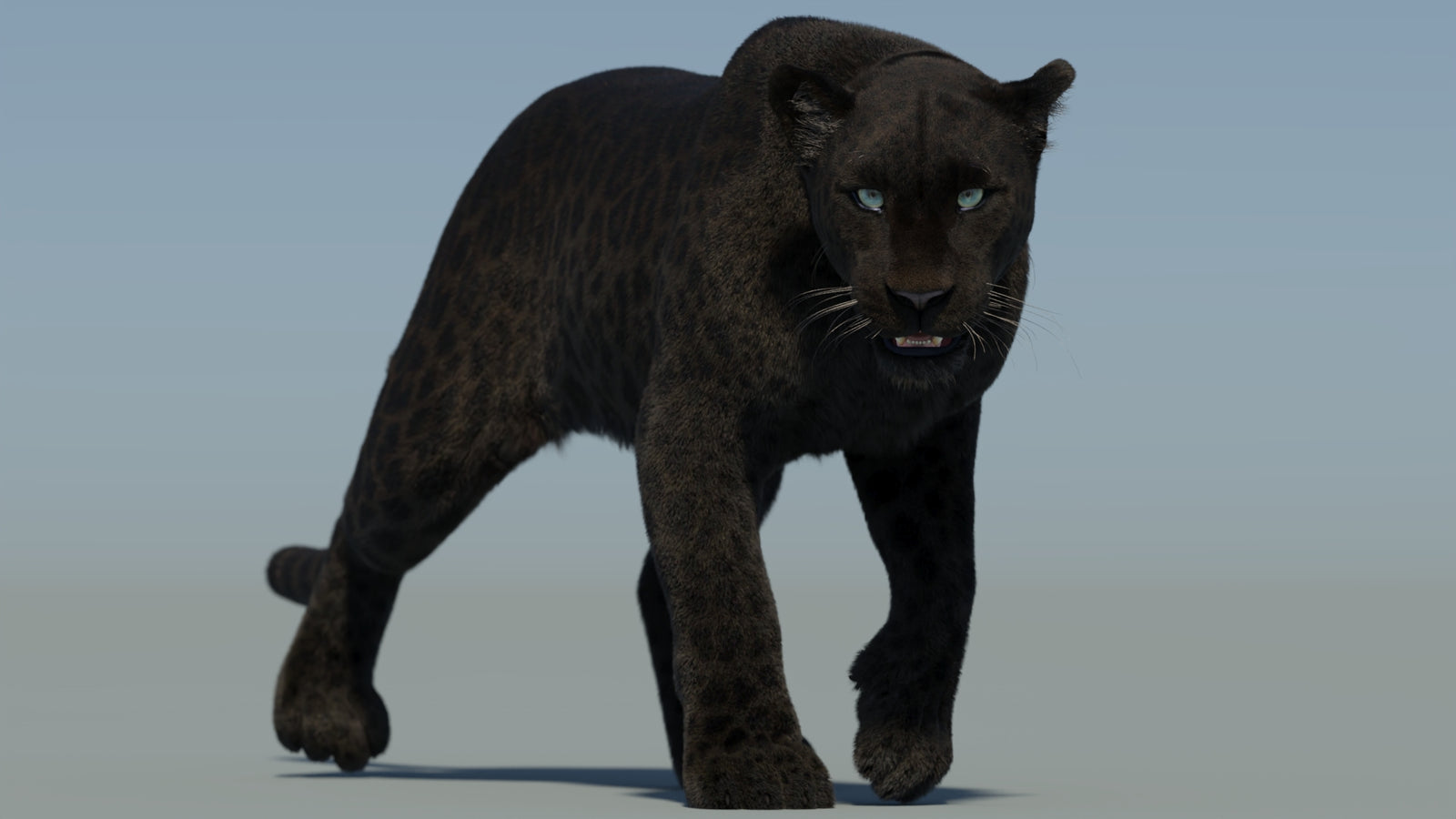 Animated Black Panther Animal 3D Model with Fur 360° view 2 frame 21