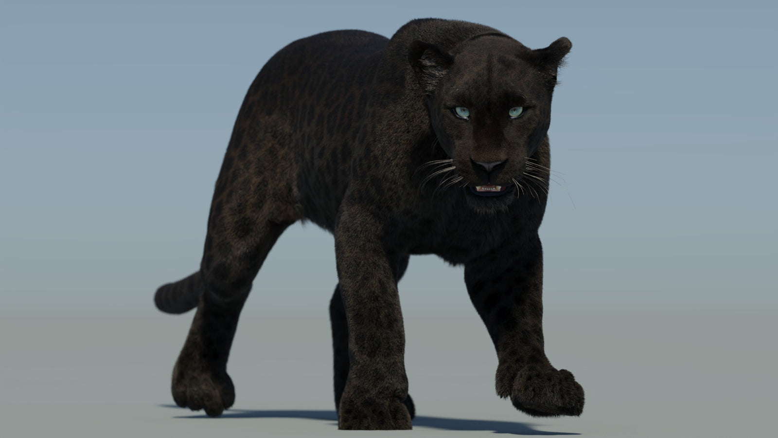 Animated Black Panther Animal 3D Model with Fur 360° view 2 frame 24