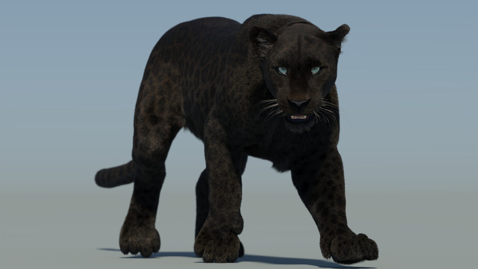 Animated Black Panther Animal 3D Model with Fur 360° view 2 frame 27