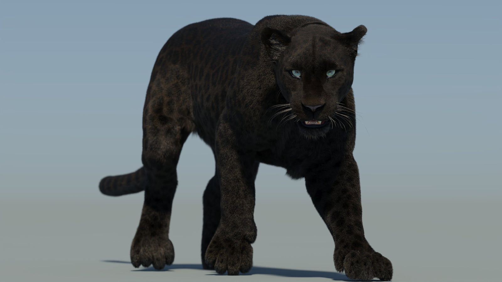 Animated Black Panther Animal 3D Model with Fur 360° view 2 frame 28