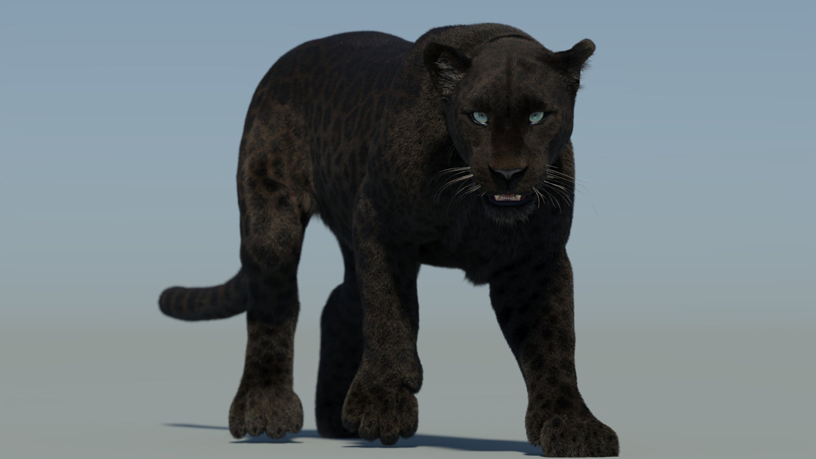 Animated Black Panther Animal 3D Model with Fur 360° view 2 frame 30