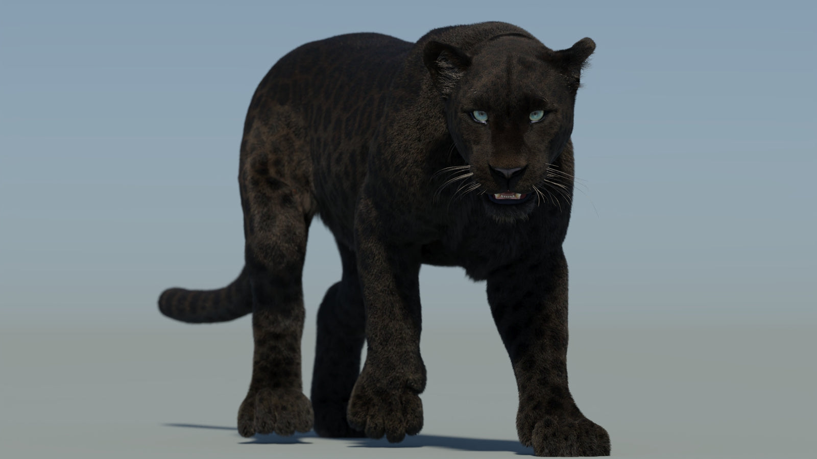 Animated Black Panther Animal 3D Model with Fur 360° view 2 frame 31