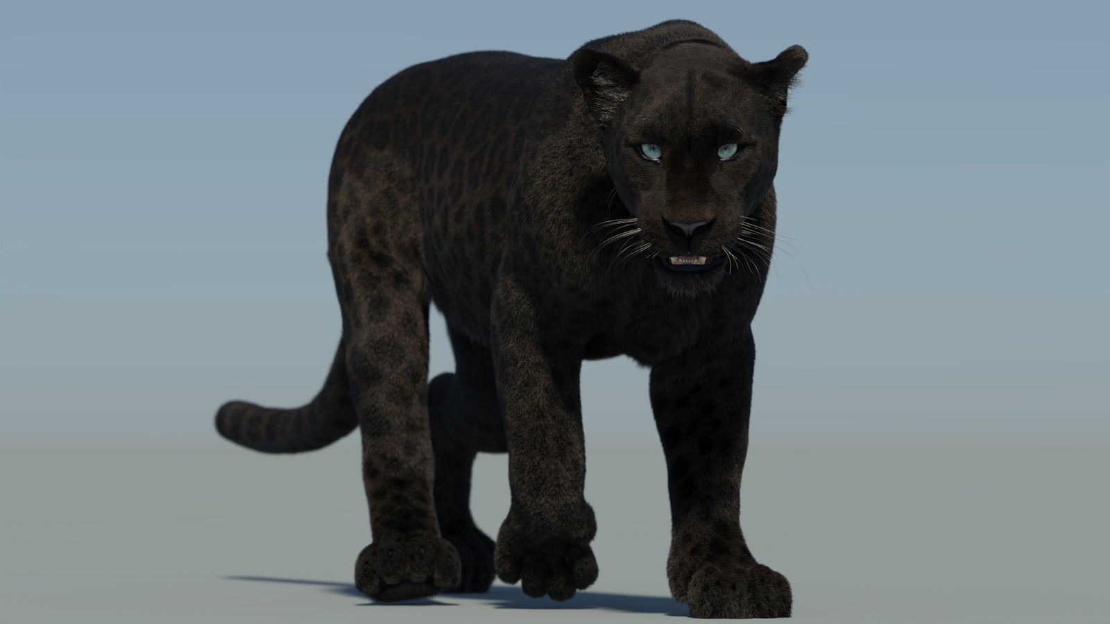 Animated Black Panther Animal 3D Model with Fur 360° view 2 frame 33