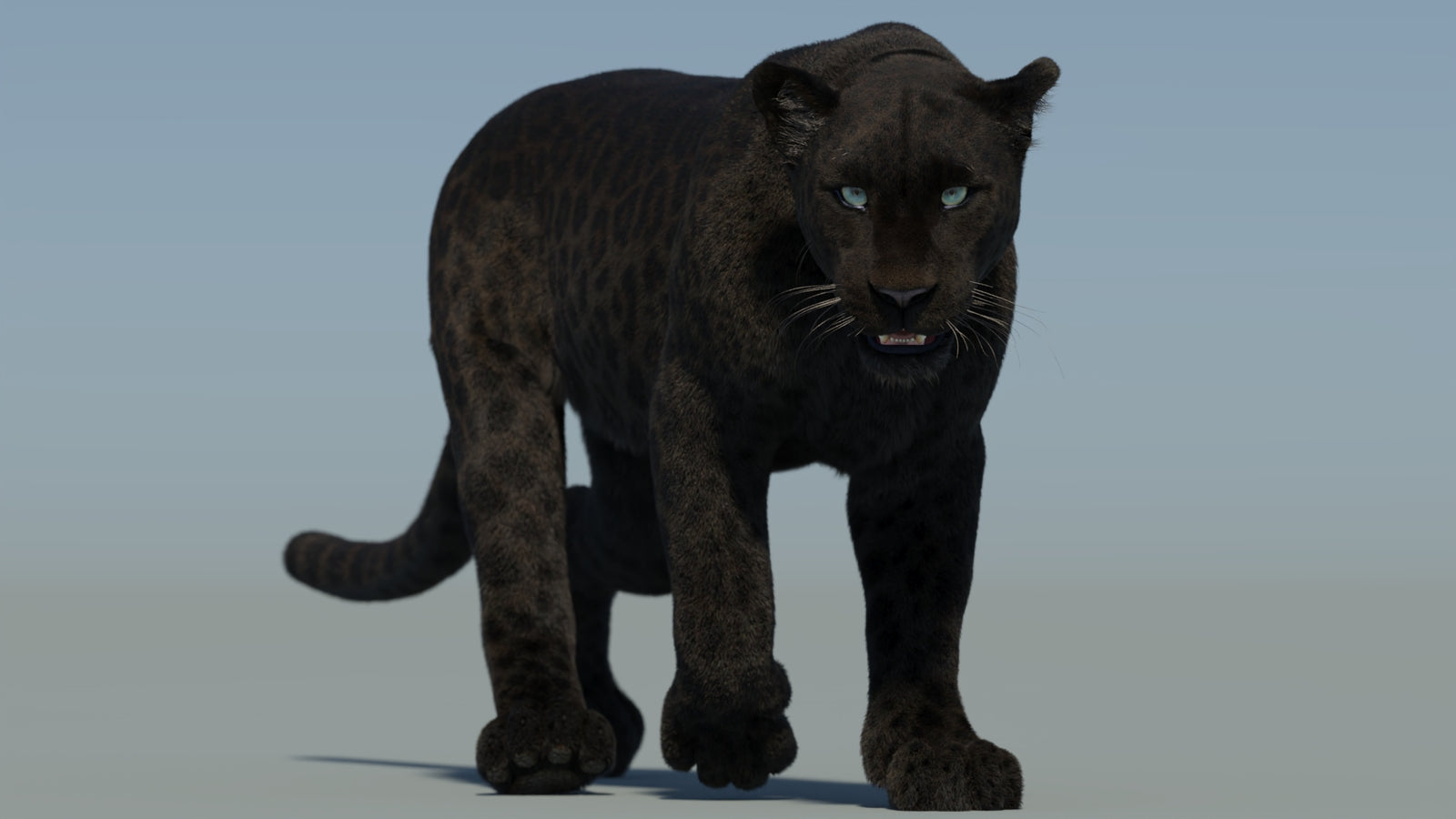 Animated Black Panther Animal 3D Model with Fur 360° view 2 frame 34