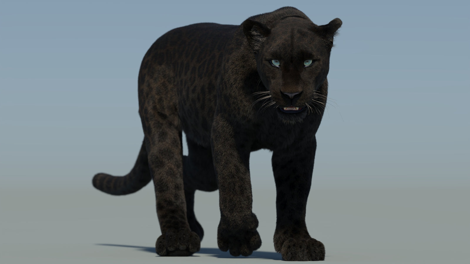 Animated Black Panther Animal 3D Model with Fur 360° view 2 frame 35