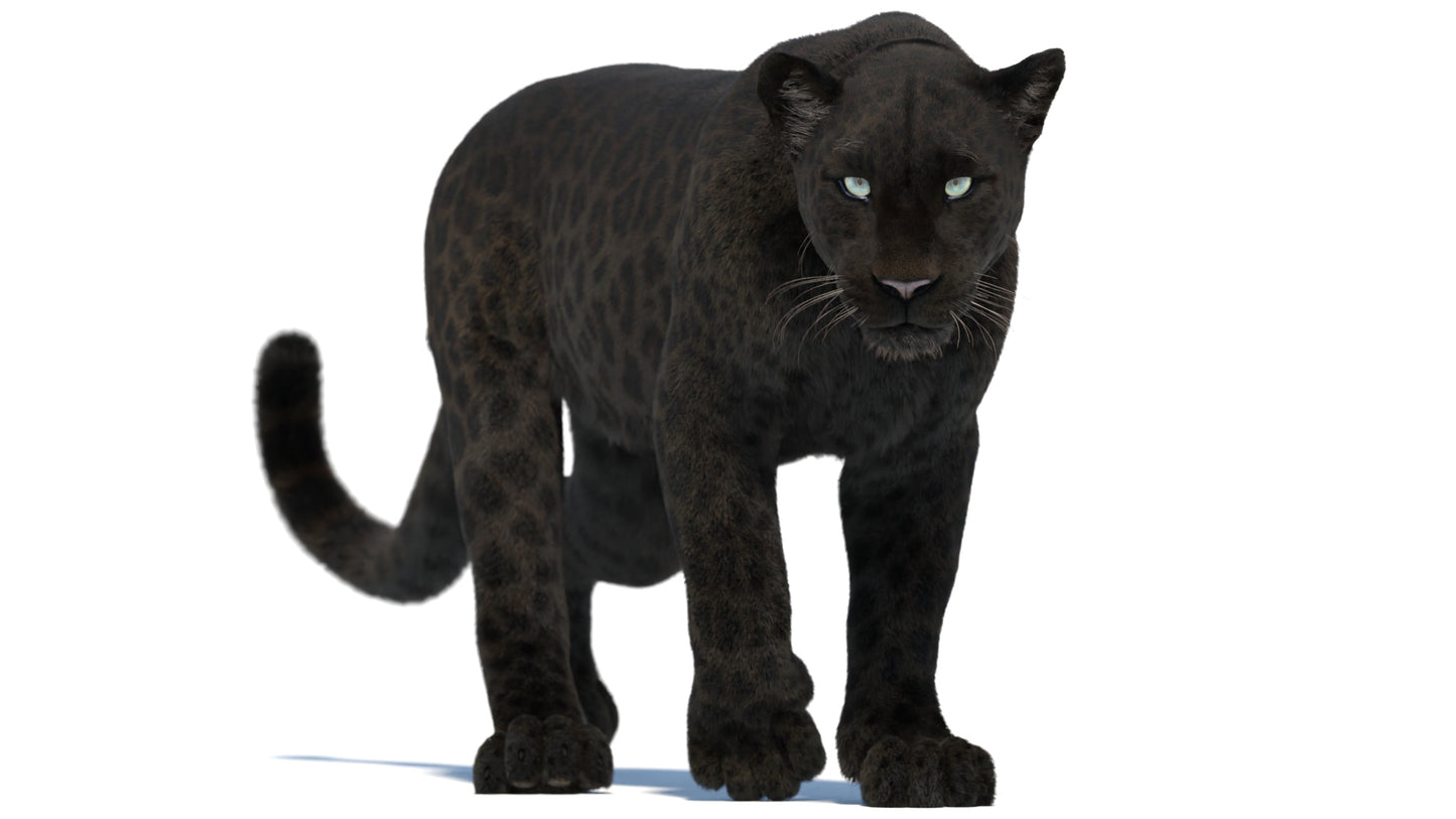 Animated Black Panther 3D Model with Fur