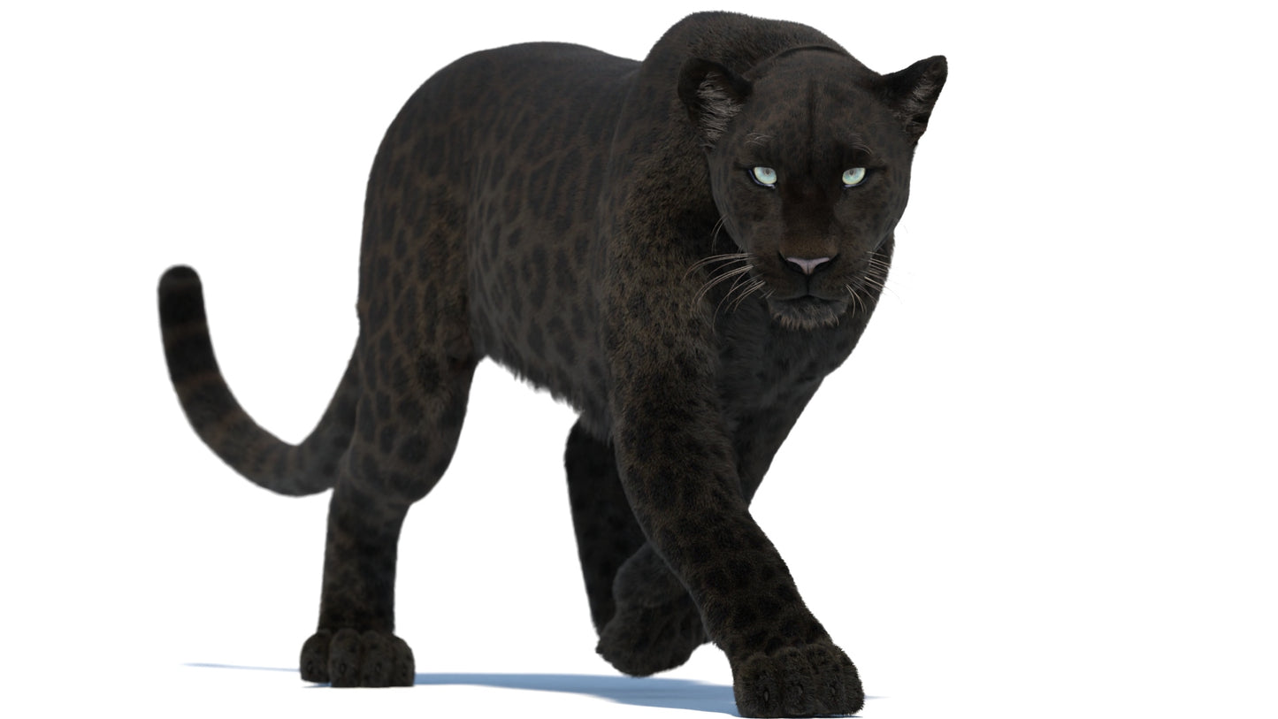 Black Panther 3D Model with Animations