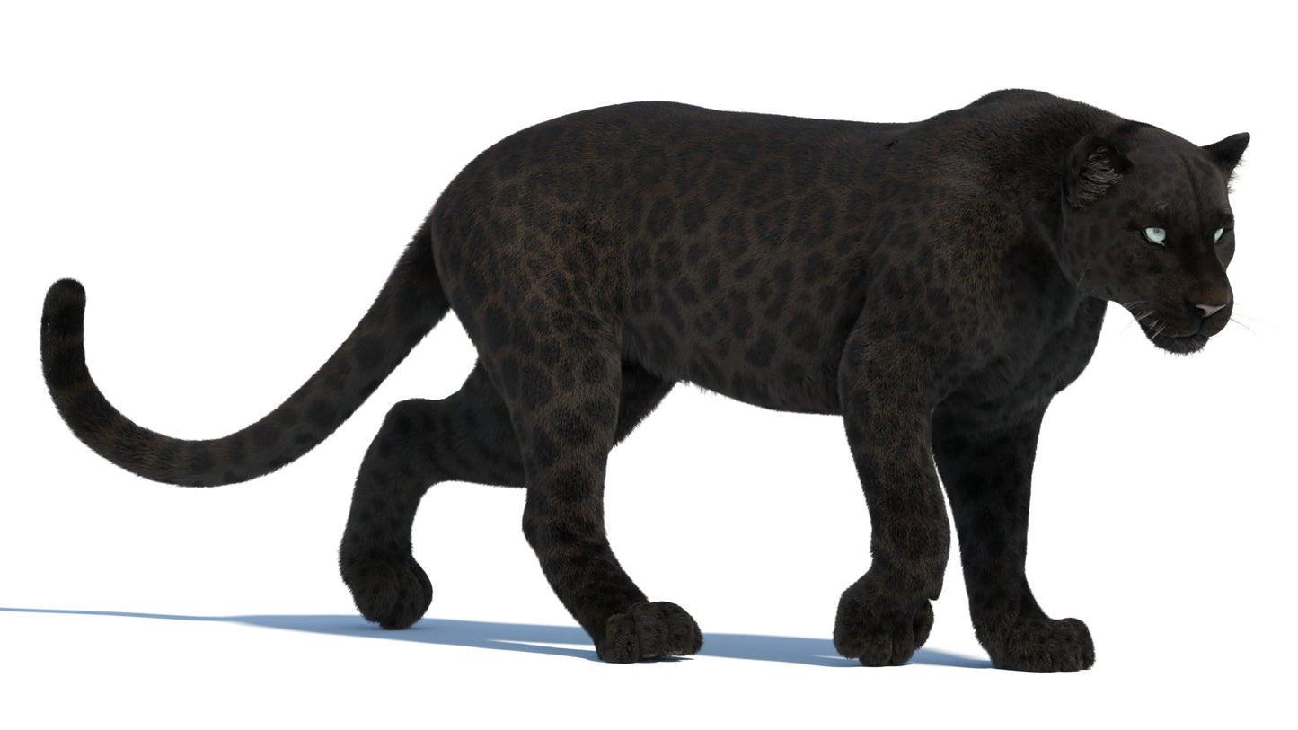 Animated Black Panther Animal 3D Model with Fur
