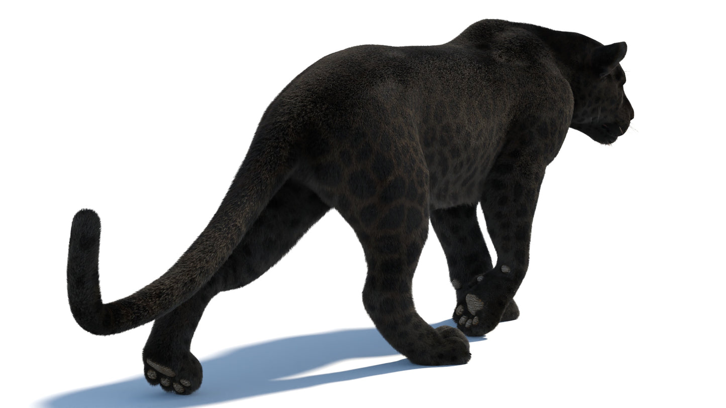 Animated Black Panther Animal 3D Model with Fur