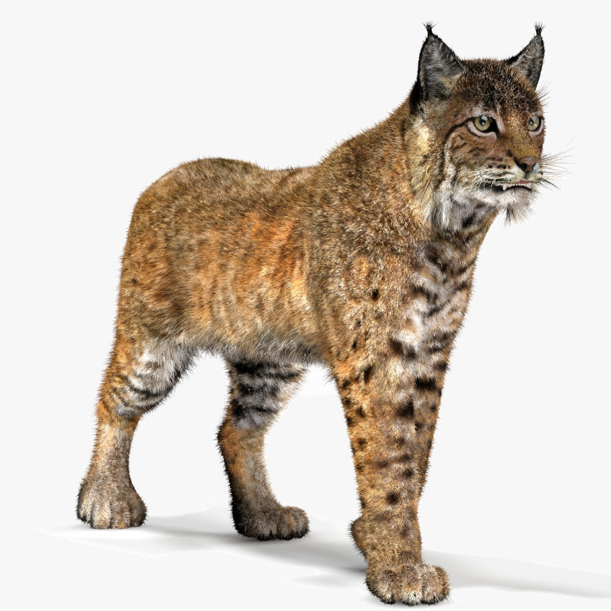 Animated Bobcat 3D Model with Fur