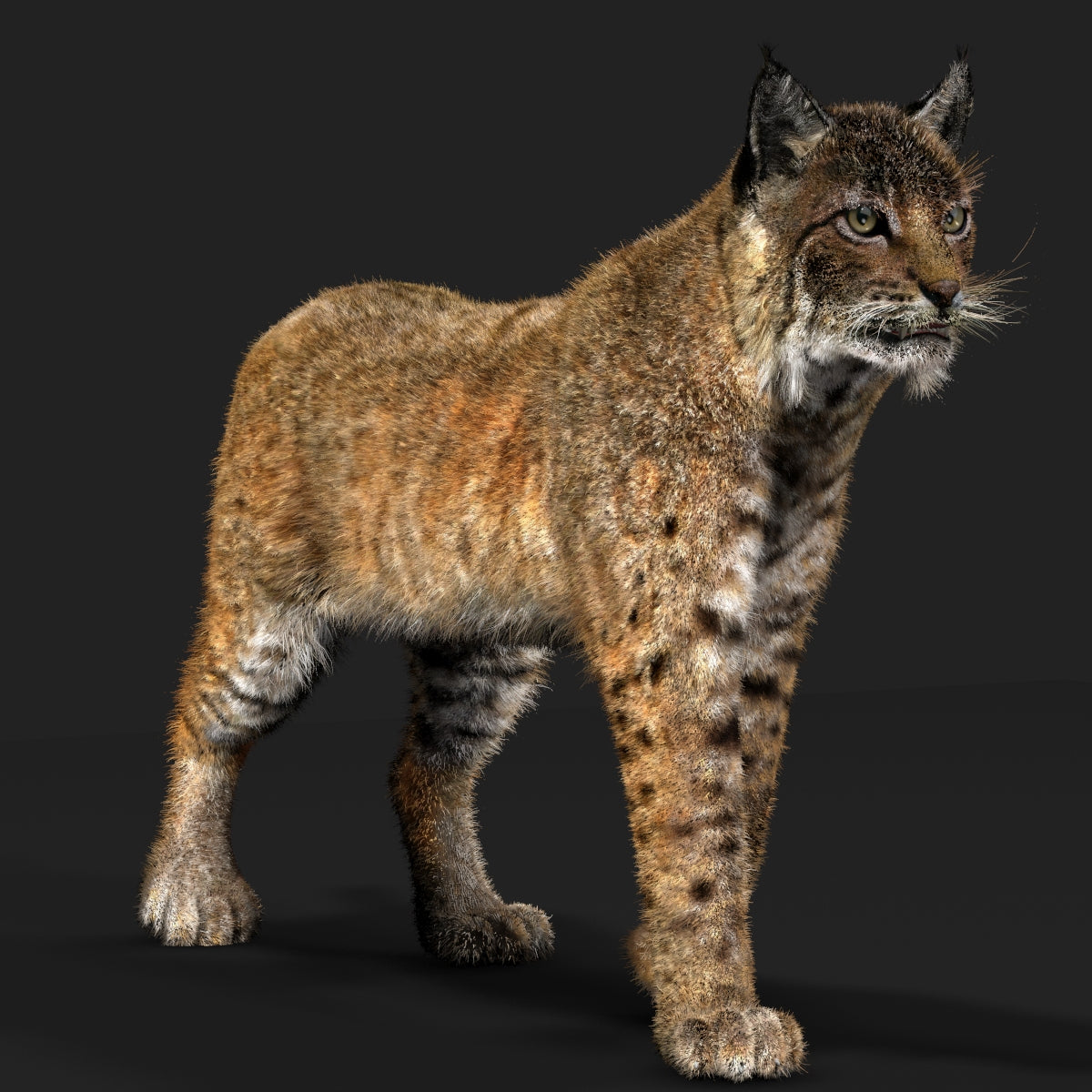 Animated Bobcat 3D Model with Fur