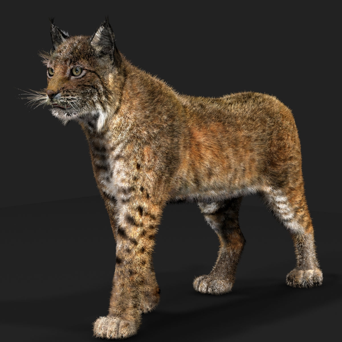 Animated Bobcat 3D Model with Fur