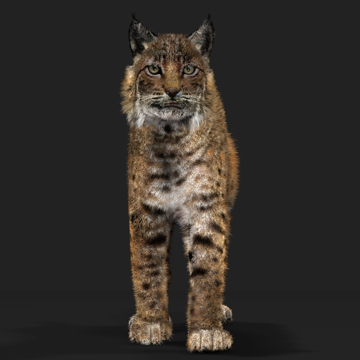 Animated Bobcat 3D Model with Fur