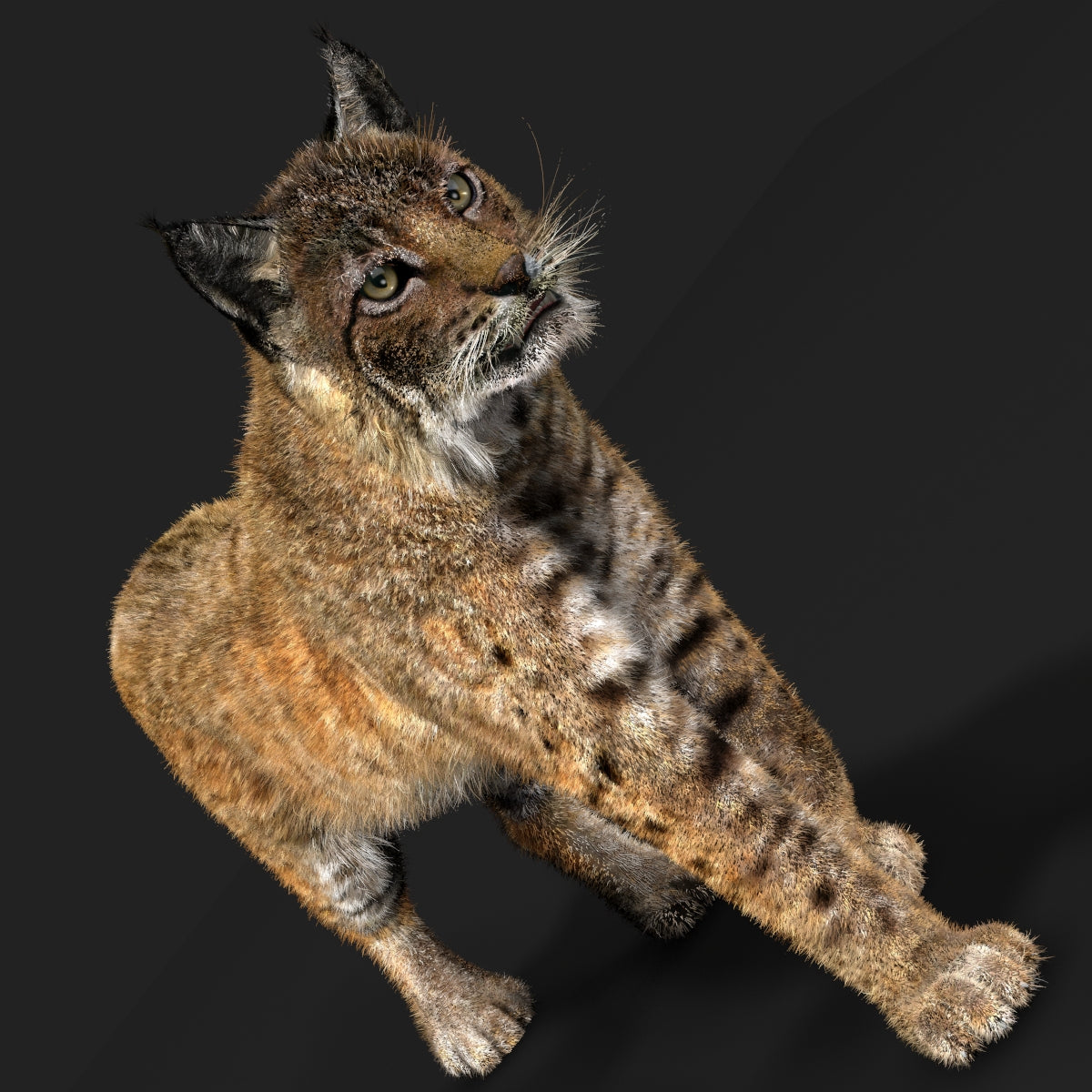 Animated Bobcat 3D Model with Fur