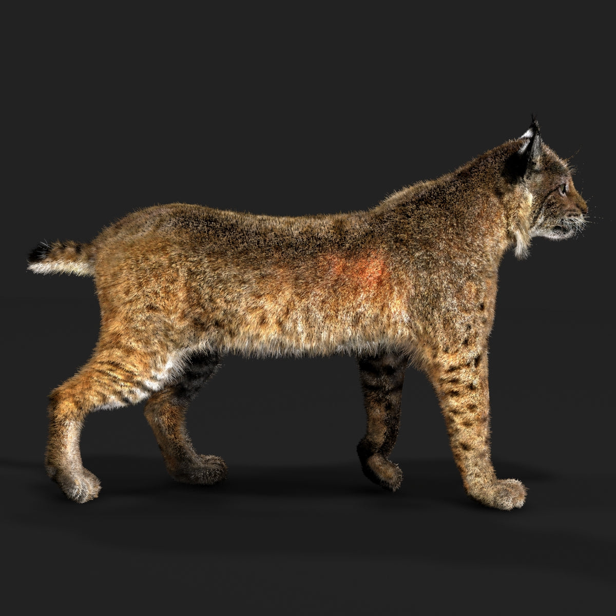 Animated Bobcat 3D Model Fur Lynx Rufus