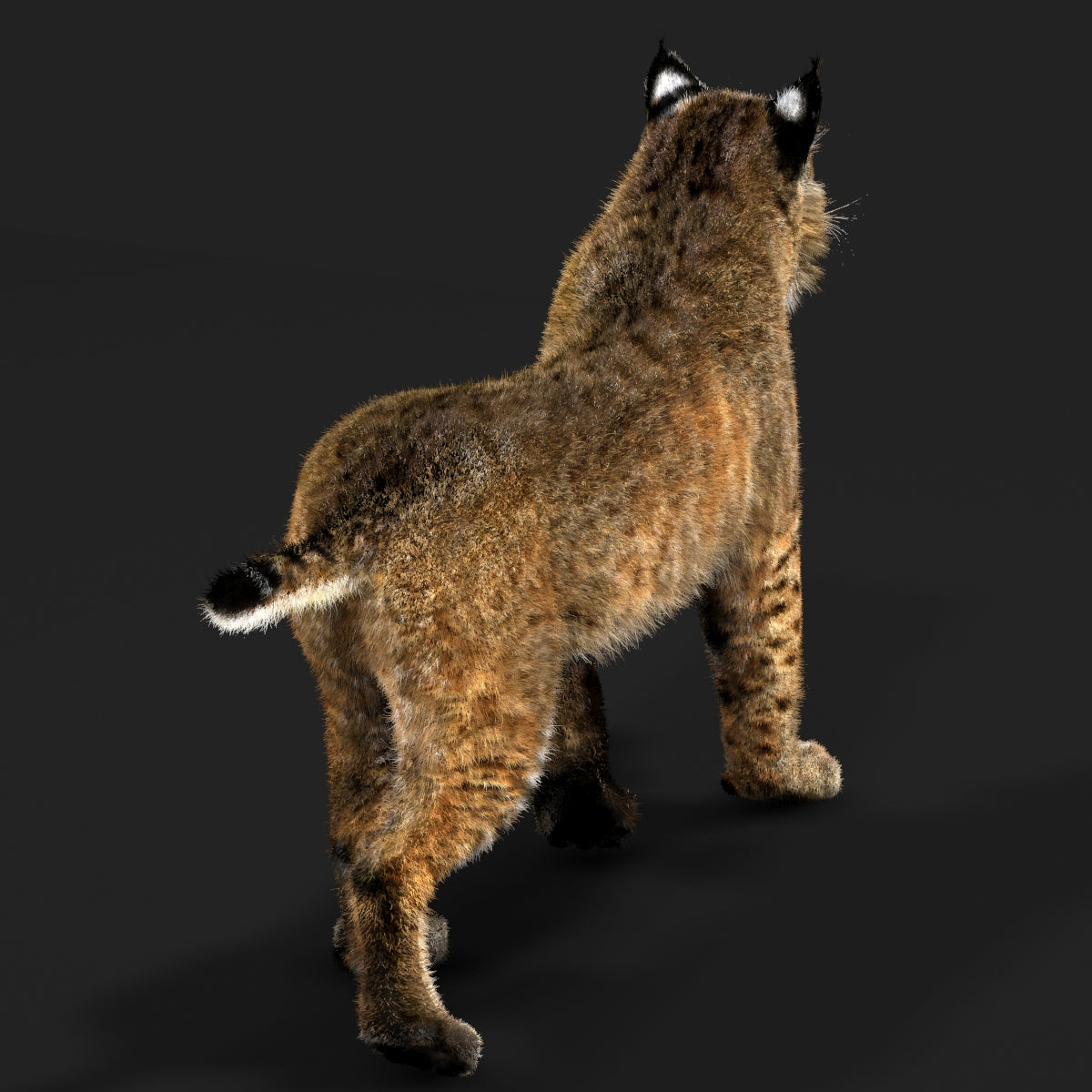 Animated Bobcat 3D Model Fur Lynx Rufus