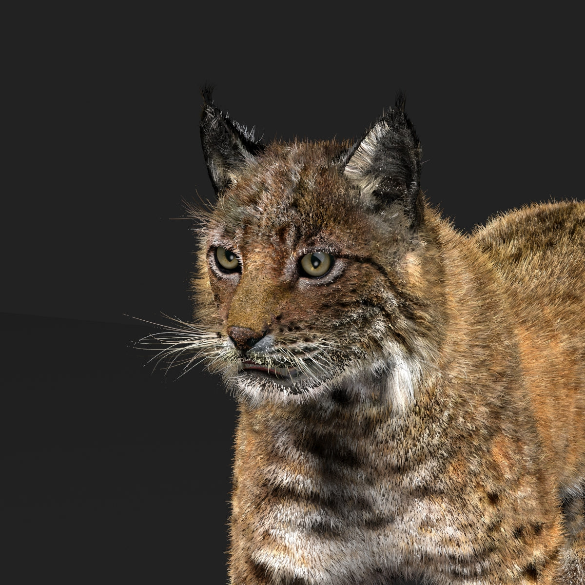 Animated Bobcat 3D Model Fur Lynx Rufus