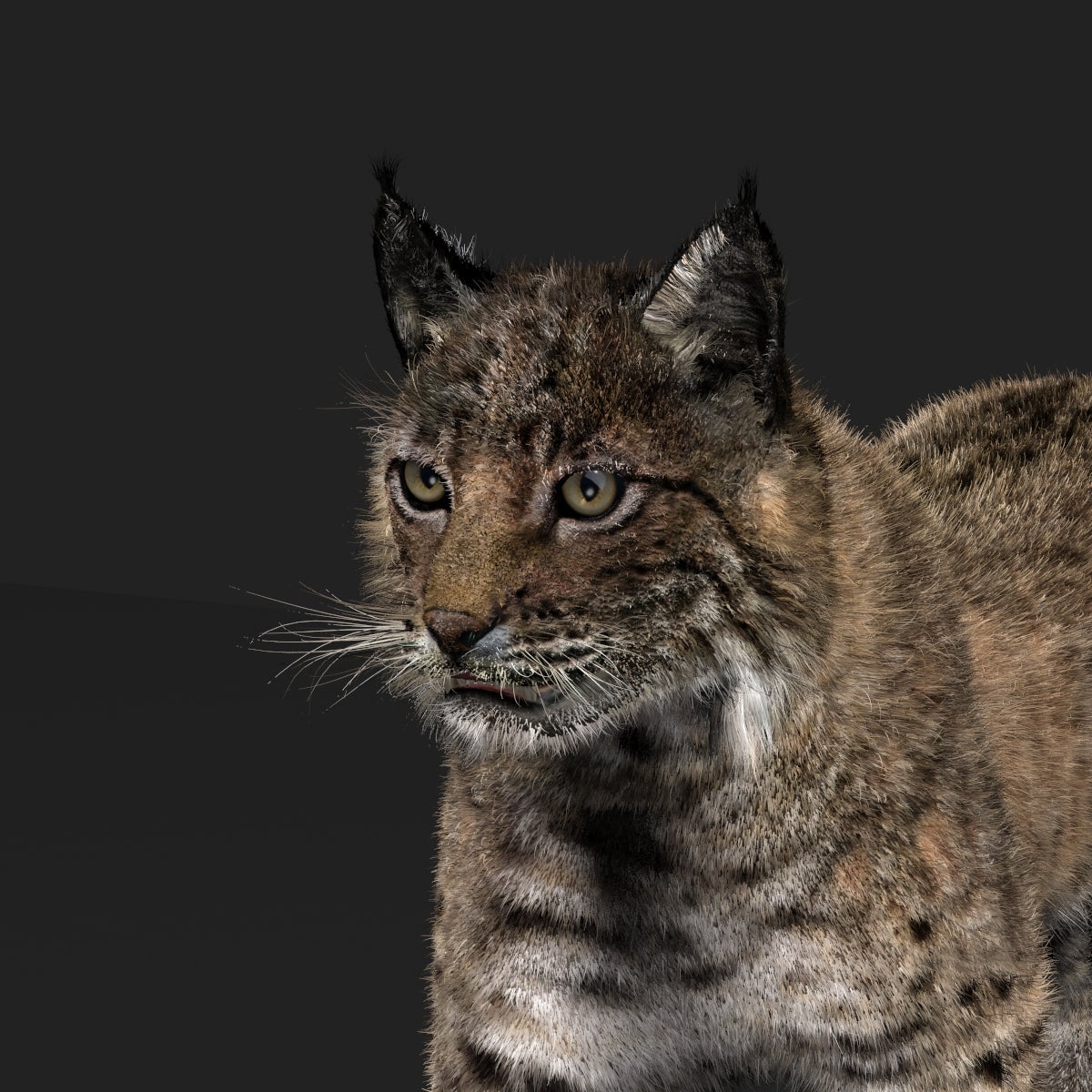 Animated Bobcat 3D Model Fur Lynx Rufus