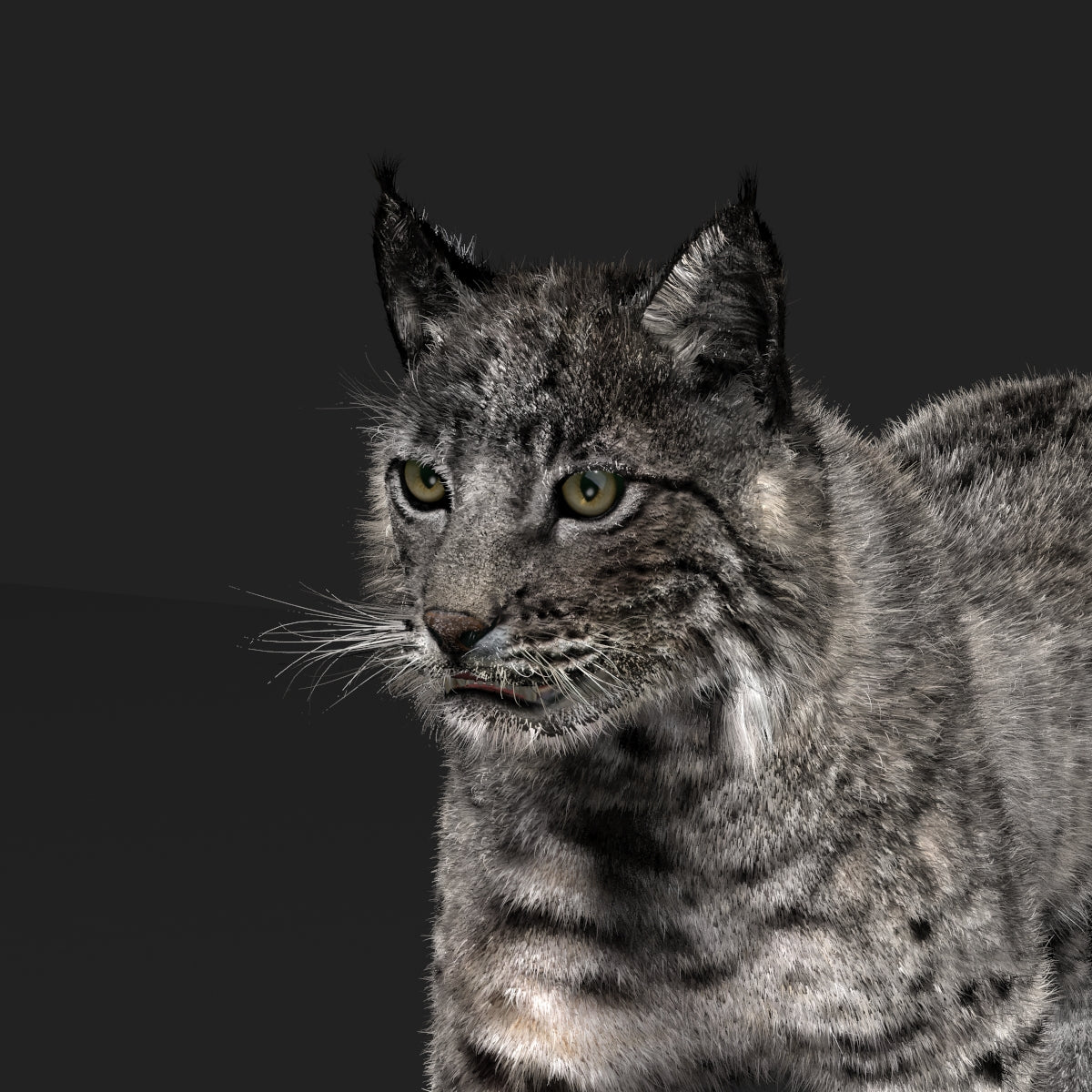 Animated Bobcat 3D Model Fur Lynx Rufus