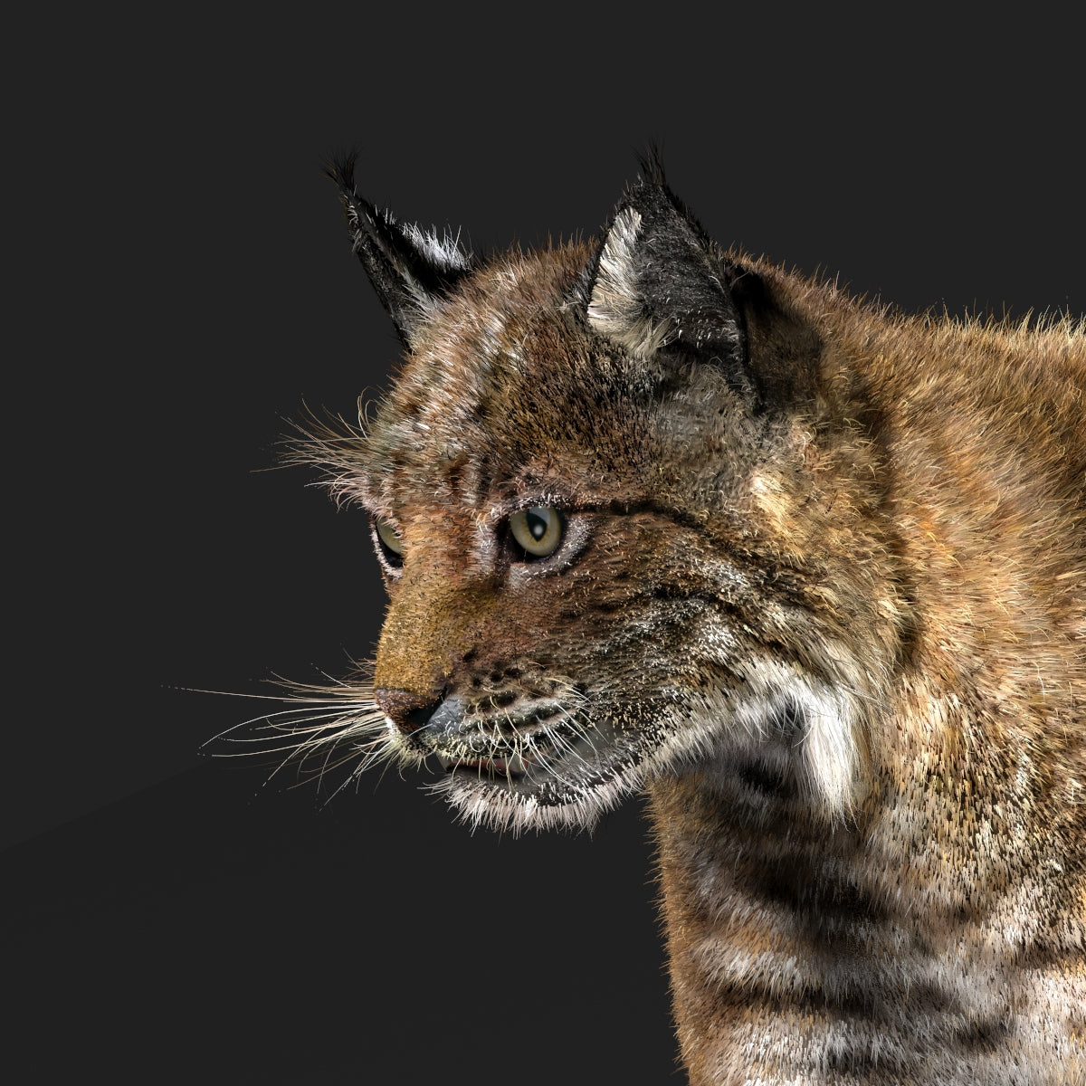 Animated Bobcat 3D Model Fur Lynx Rufus