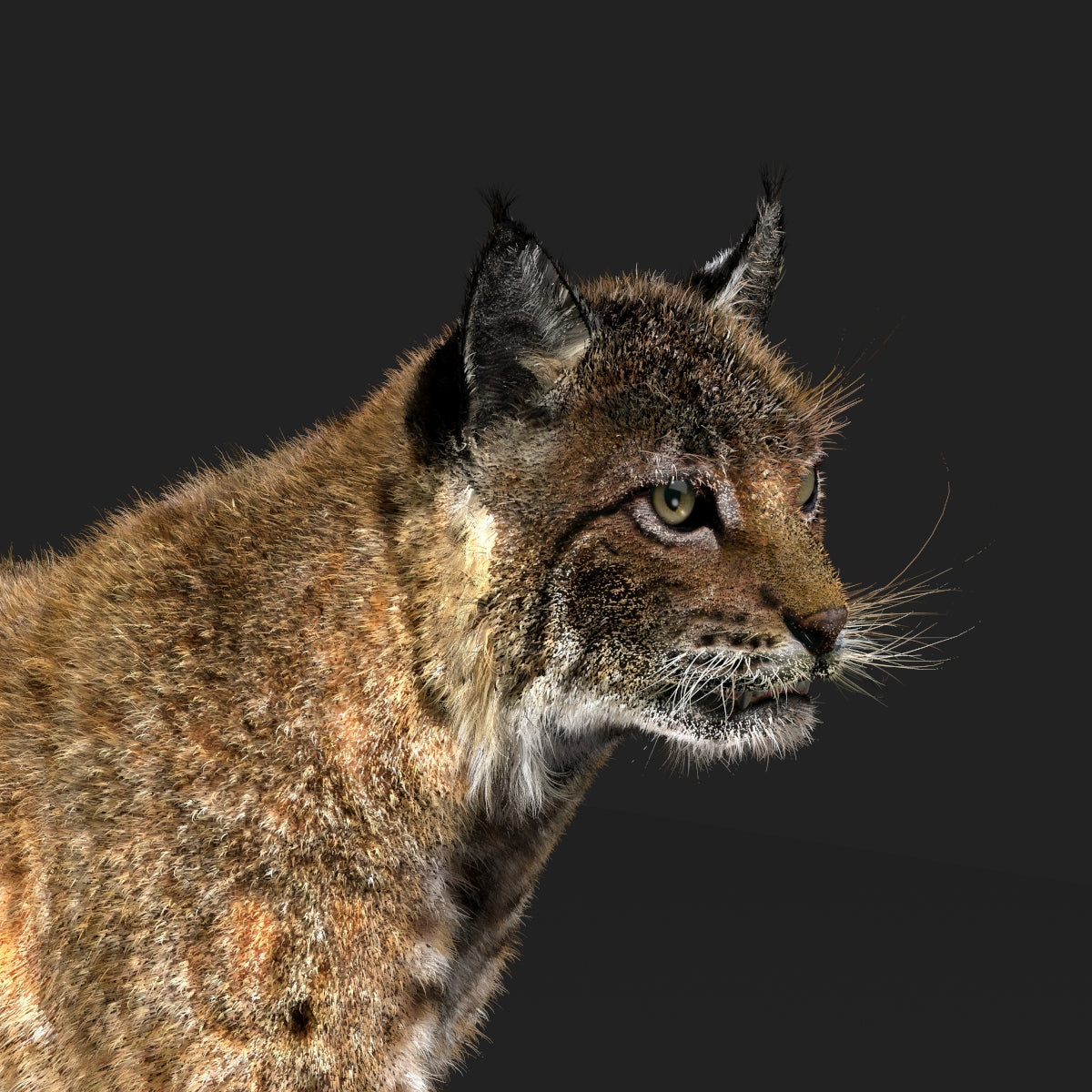 Animated Bobcat 3D Model Fur Lynx Rufus