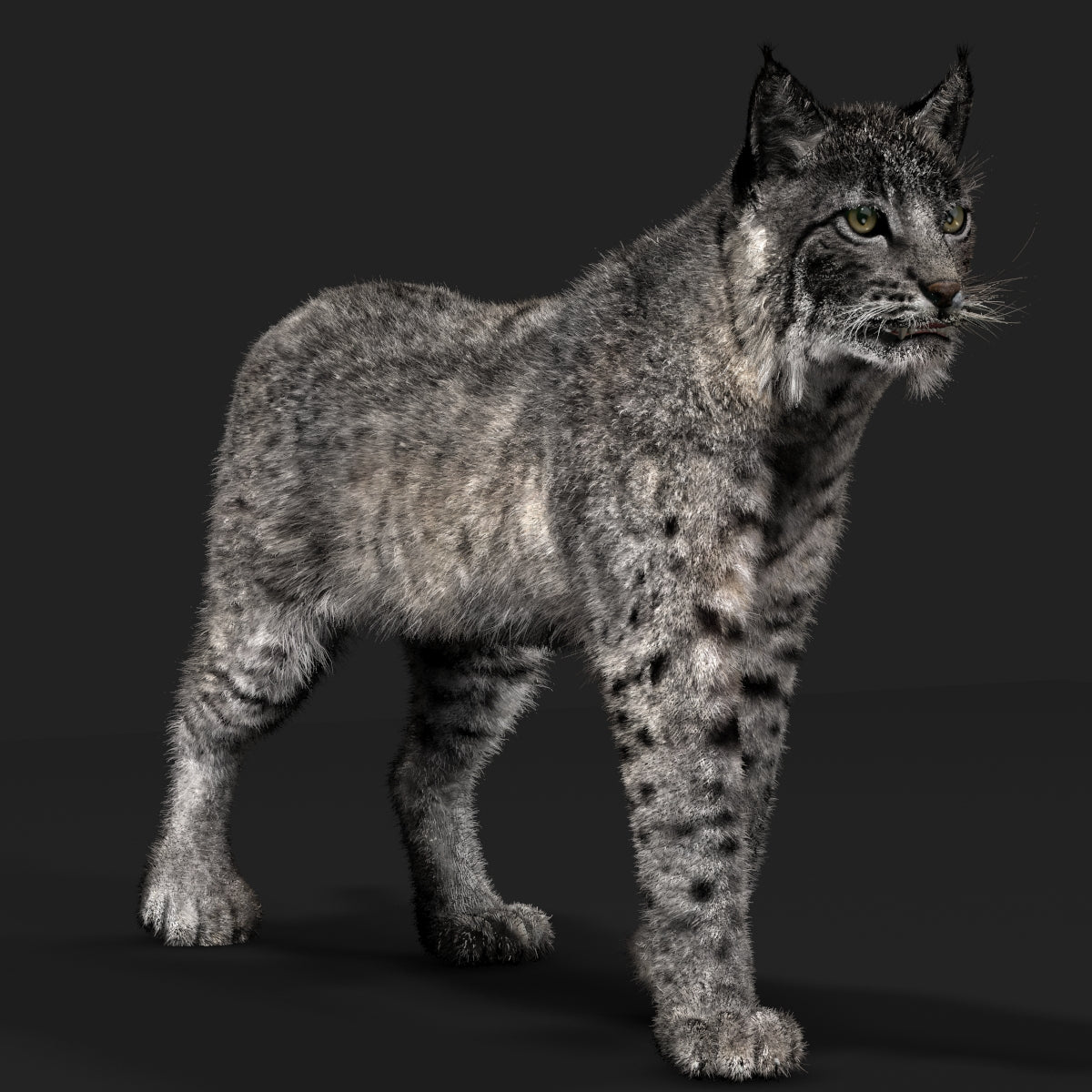 Animated Bobcat 3D Model with Fur for Download - Grey Version