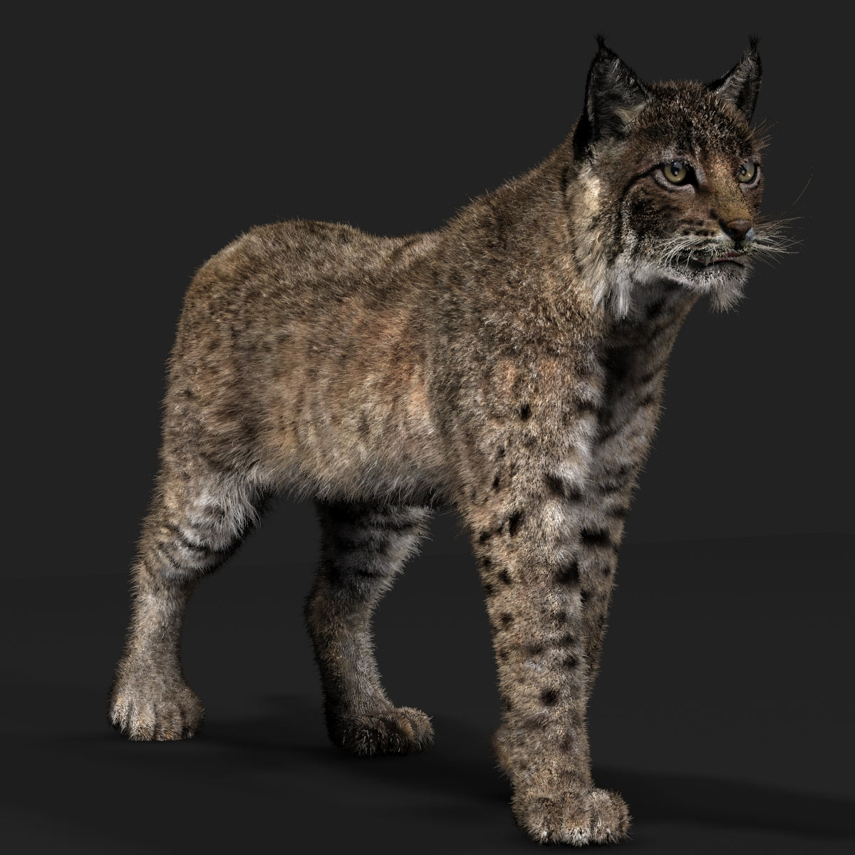 Animated Bobcat Animal 3D Model with Fur -Dark Brown Version