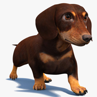 アニメーション化されたダックスフント犬の3Dモデル