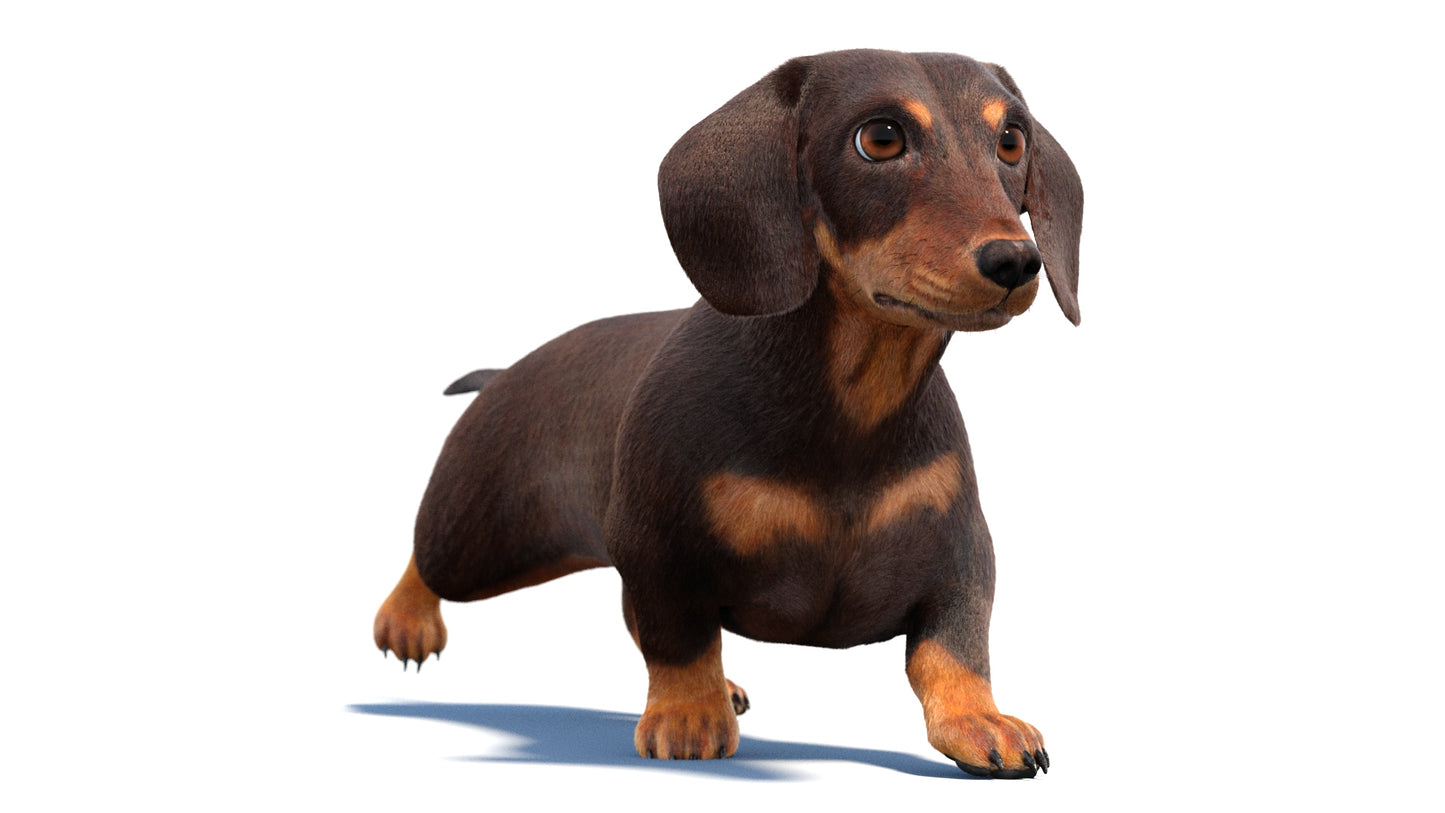 Animated Dachshund Dog 3D Model Fur