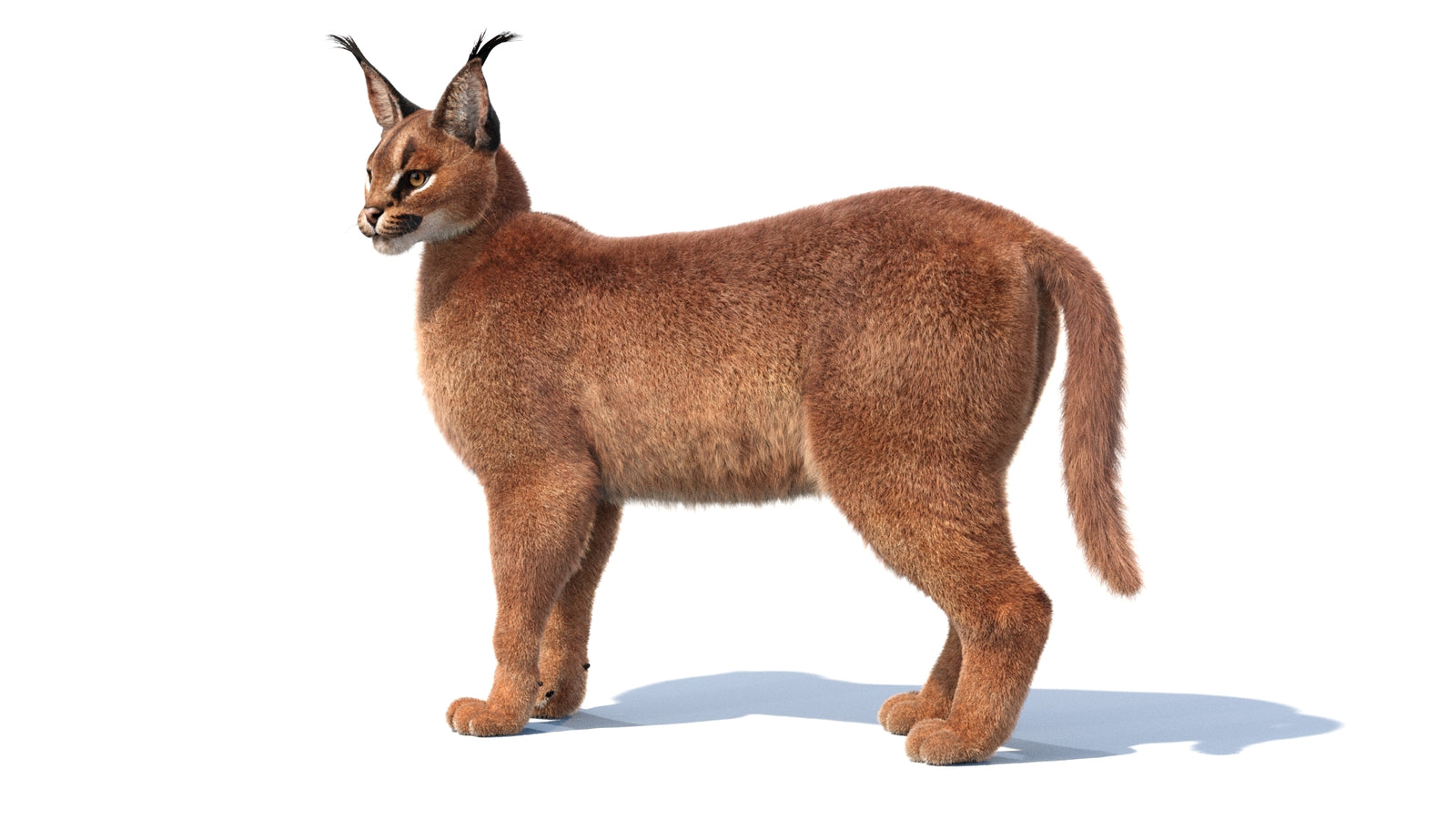 Animated Caracal 3D Model Fur 360° view 1 frame 2