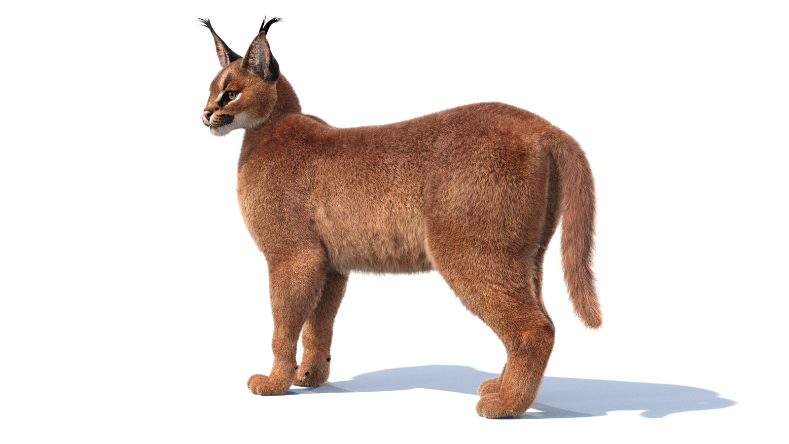 Animated Caracal 3D Model Fur 360° view 1 frame 3