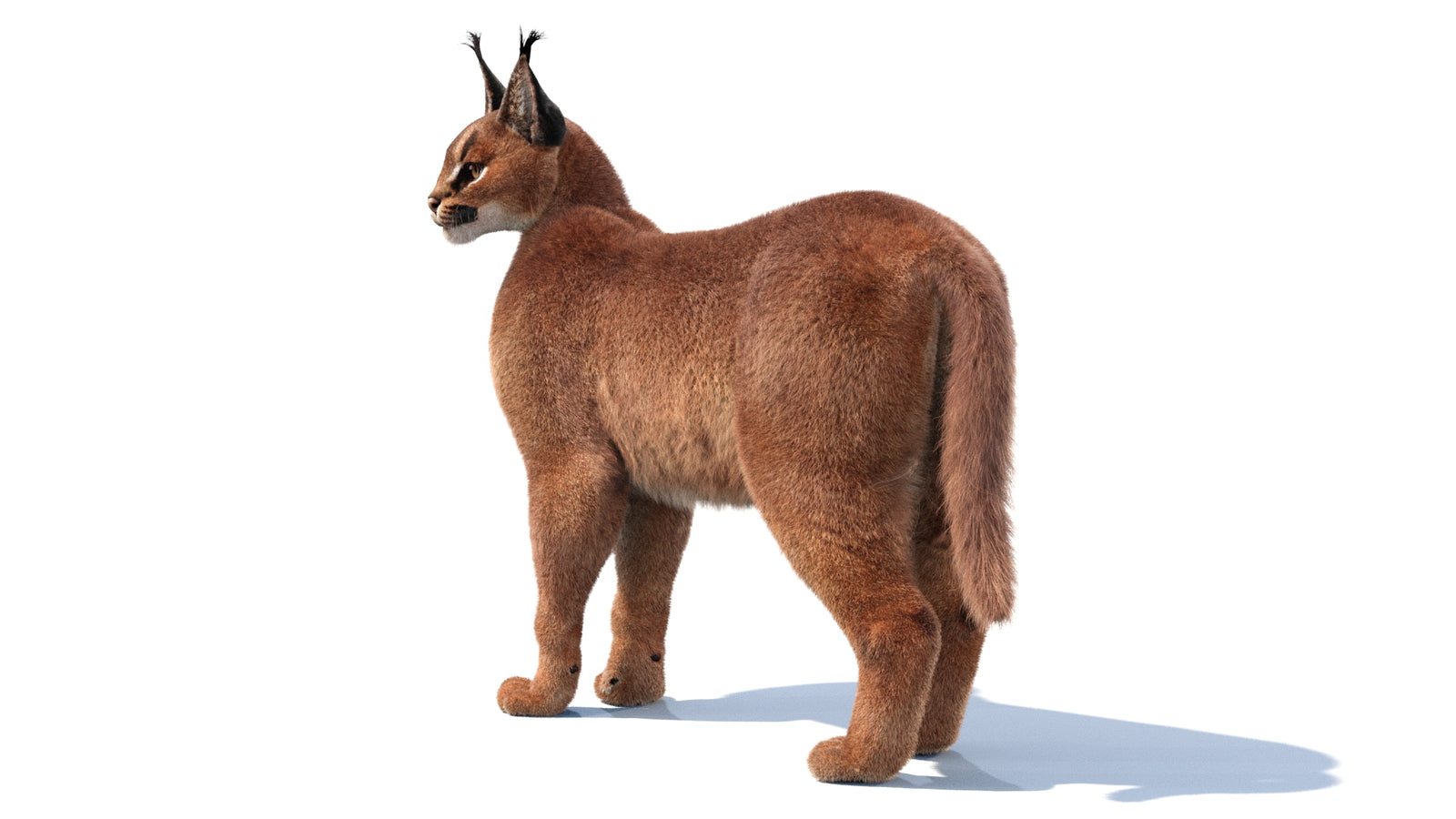 Animated Caracal 3D Model Fur 360° view 1 frame 5