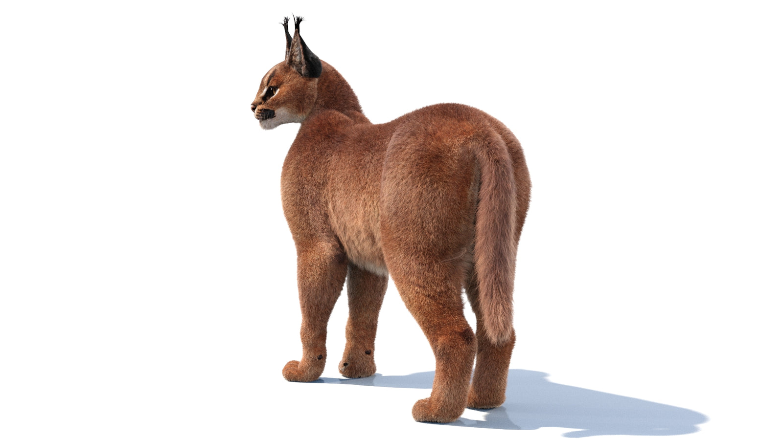 Animated Caracal 3D Model Fur 360° view 1 frame 6