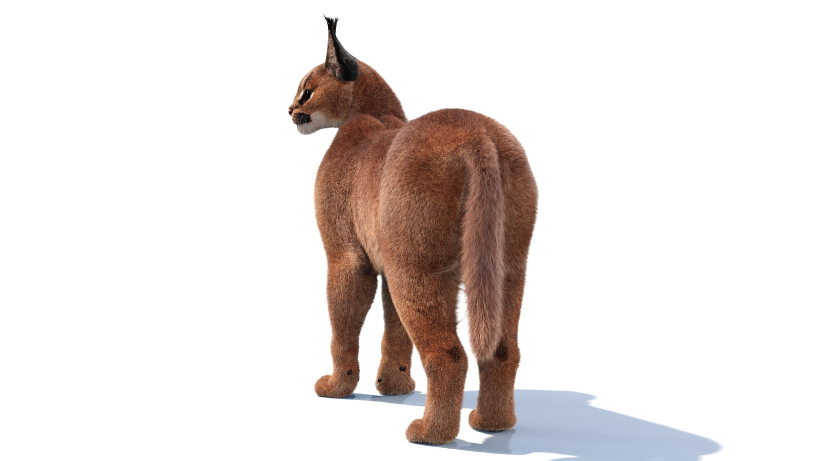 Animated Caracal 3D Model Fur 360° view 1 frame 7