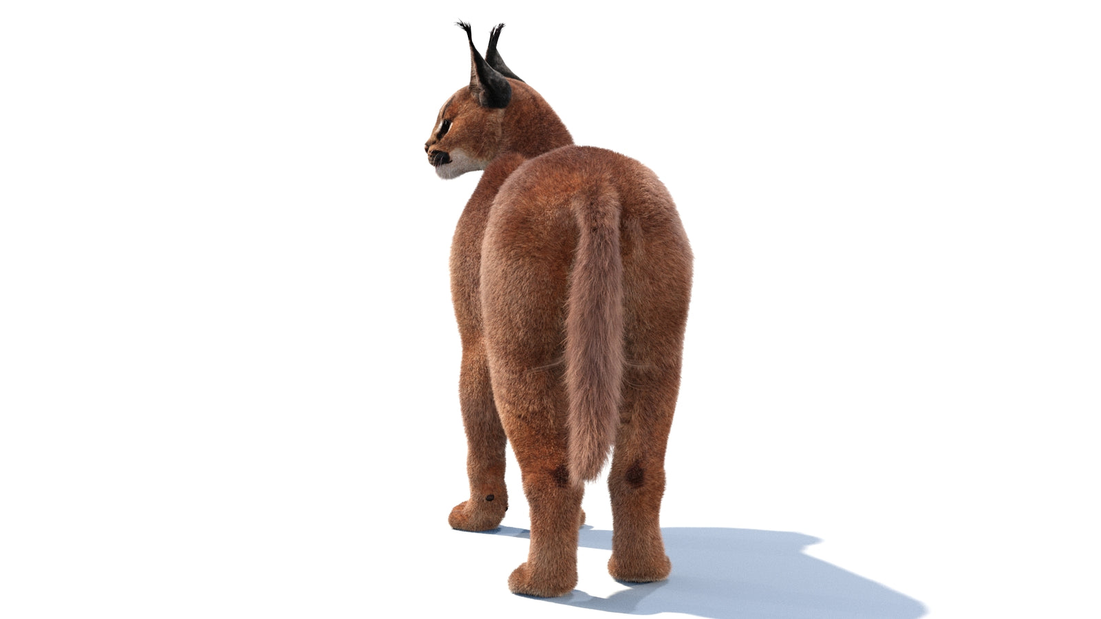Animated Caracal 3D Model Fur 360° view 1 frame 8