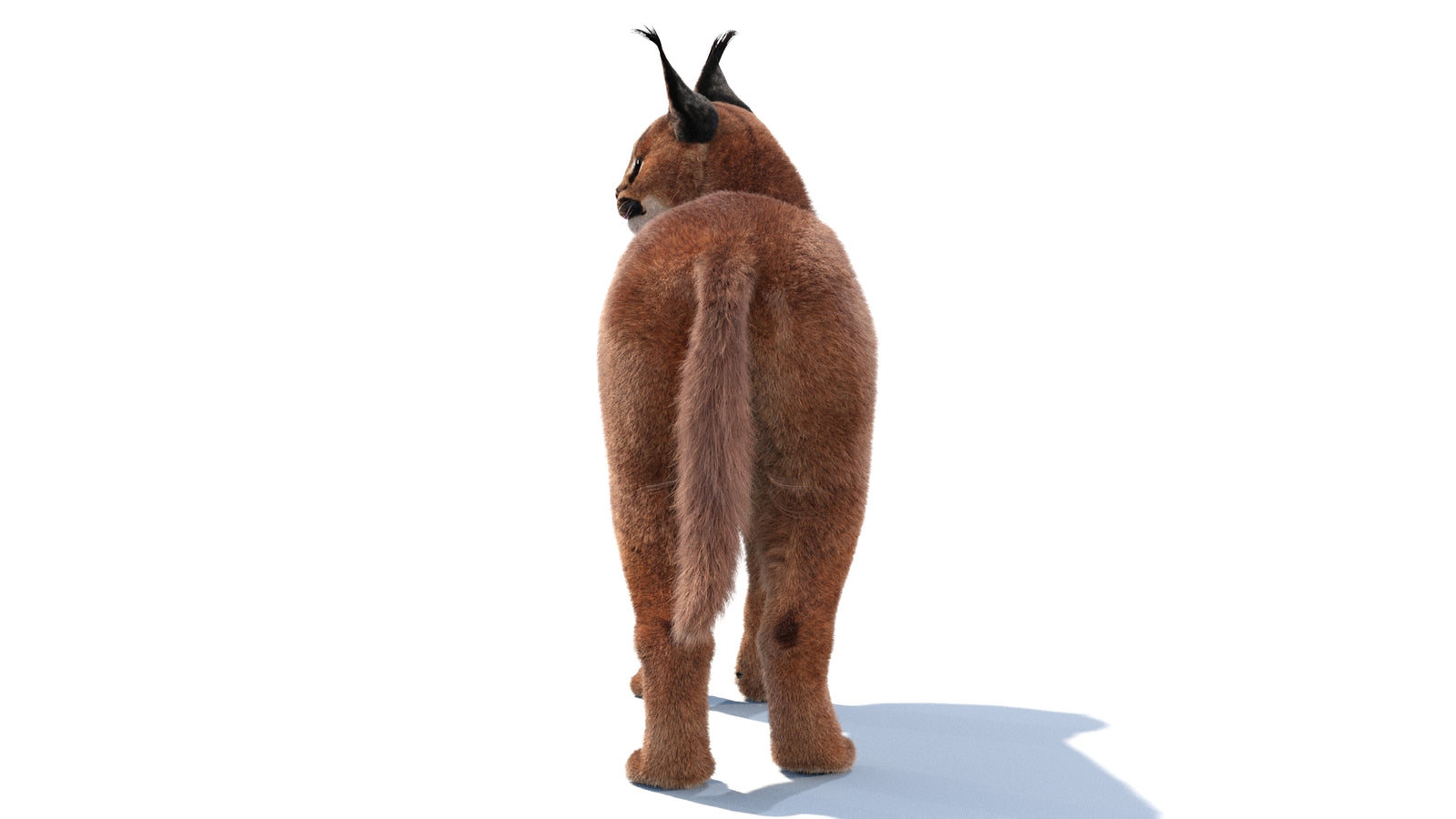 Animated Caracal 3D Model Fur 360° view 1 frame 9
