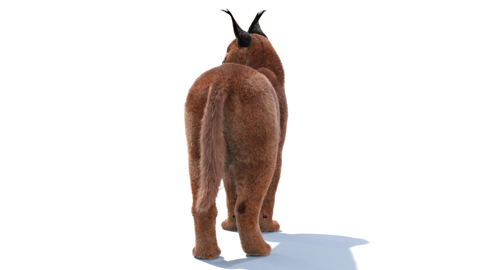 Animated Caracal 3D Model Fur 360° view 1 frame 10